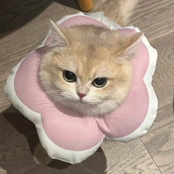 阿莫尔 猫咪脖圈防舔咬去猫藓绝育防水头套布偶英短可爱可调节伊丽莎白圈