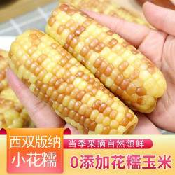 云南西双版纳花糯小玉米新鲜玉米真空包装开袋即食花糯玉米代餐