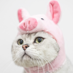 宠物帽猫狗头套可爱毛绒帽子针织小猪猪头套帽子拍摄卖萌道具头套