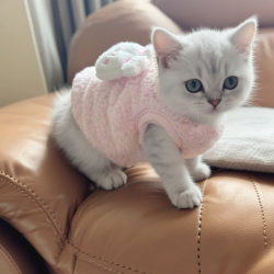 阿莫尔 猫咪衣服保暖背心秋冬季奶狗衣服英短蓝猫幼猫宠物衣服超小号衣服