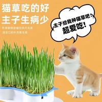 平替好物猫草种子吐毛球猫咪零食天然猫精品伴侣馋嘴猫草猫咪营养