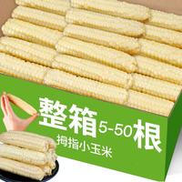 西双版纳香糯小拇指玉米手指玉米儿童傣家小玉米加热即食早餐代餐