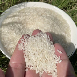 湖南湘西生态农家米