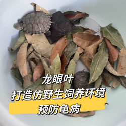 龙眼叶净水养乌龟造景水族乌龟宠物叶子调节改善水质免煮