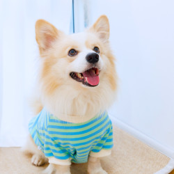 Tigerdog2024新款柯基柴犬中型犬秋冬棉T恤条纹针织衣服服装卡通