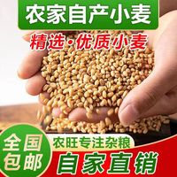 精选优质金色新鲜高质量营养包邮美味精选猫草小麦鸽子种子粮食