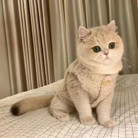 猫咪秋冬装保暖可爱棉马甲加厚棉衣小狗狗小型犬两脚衣宠物衣服