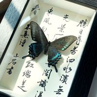 绿带翠凤蝶蝴蝶标本装饰画艺术品国风书法文字底板桌面书架摆件