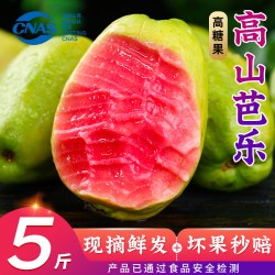 裕农叔 5斤软糯红心芭乐新鲜水果当季胭脂红番石榴奶油芭乐水果新鲜包邮