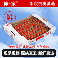 京鲜生 &柿一家 串收樱桃番茄玲珑串净重1.5kg 小西红柿中秋礼盒源头直发