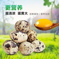 鲜鹌鹑蛋 约7g/枚 50枚