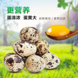 鲜鹌鹑蛋 约7g/枚 50枚