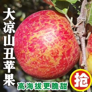 大凉山 鑫果伴正宗大凉山高原丑苹果脆甜当季新鲜水果盐源红富士冰糖心 净重4斤单果60mm+