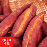 现挖西瓜红蜜薯沙地糖心地瓜农家自种蜜薯 西瓜红蜜薯9斤（1-3两）