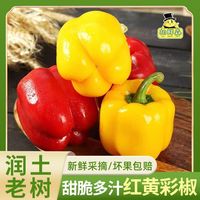 胡鲜森 顺丰包邮山东双色彩椒新鲜蔬菜红圆椒黄灯笼椒2斤起