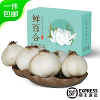京活生鲜 兰州新鲜百合 精选8年生优质大果 真空包装 源头直发 净重1斤头皇6颗 礼盒