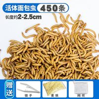 面包虫活虫鲜活大麦黄粉玉米虫子角蛙粮守宫蜥蜴螳螂壁虎蜘蛛食物