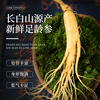 长白山人参 保鲜参1支 5g(试用优选)  鲜人参 礼品 东北特产