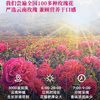 板牙妹妹 鲜花饼 云南特产传统糕点 500g