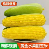 鲁香德 云南甜玉米 新鲜现摘 5斤装