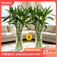 京东鲜花 富贵竹鲜切花 20枝