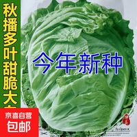 其它 鸡蛋黄奶油大白菜种子真好吃黄心快菜籽农家田园夏秋四季播蔬菜子 叶多多大白菜约1200粒1包