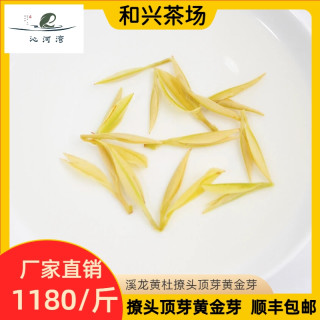 沁河湾2026年新茶黄金叶撩头顶芽头采茶场直发