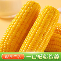 移动端：一支鲜 东北黄糯玉米粘苞米新鲜甜糯玉米甜糯玉米真空包装玉米棒10支