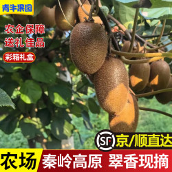 青牛果园陕西周至翠香猕猴桃 秦岭终南山下新鲜水果绿心猕猴桃整箱/礼盒装 15 枚体验装