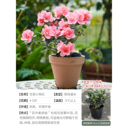 海蒂的花园 杜鹃花小桃红14cm盆