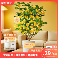京东鲜花 桂花盆栽土培绿植盆栽中秋桂花盆栽家庭观赏源头直发
