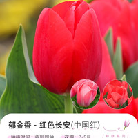 海蒂的花园 郁金香种球自然球花卉植物阳台花园球根花种