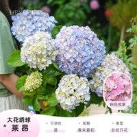海蒂的花园 官方旗舰店绣球花盆栽新品大花绣球花苗鲜花盆栽