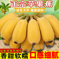 俊怡 正宗广西苹果蕉超甜9斤5斤当季新鲜水果西贡粉蕉香蕉