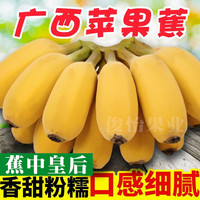 俊怡 新鲜广西苹果蕉9斤5斤自然放熟现摘福建粉蕉水果