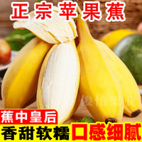 俊怡 正宗广西苹果蕉香甜5斤应季水果香蕉西贡蕉整箱批发