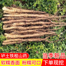 温县正宗垆土铁棍山药怀山药新鲜现挖产地直销3斤起