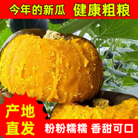 芸芸致实 正宗贝贝南瓜新鲜板栗味粉糯香甜可作婴儿辅食孕妇粗粮