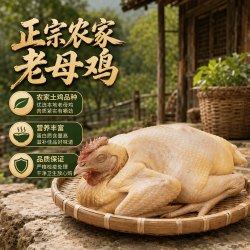 京喜 正宗3年老母鸡 净重 2.1-2.5斤