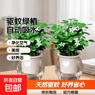 特价水培驱蚊九里香七叶莲盆栽好养驱蚊绿植 九里香+自动吸水鱼缸盆