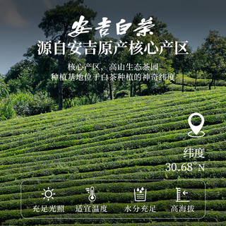 安吉白茶 明前一级绿茶 3g*32袋 独立便携装