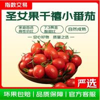 圣女果千禧小番茄 带箱5斤 净重 4.5斤