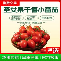 圣女果千禧小番茄 带箱5斤 净重 4.5斤