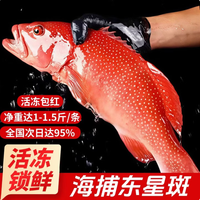 添渔港 海捕东星斑 三去处理 500-600g 整条装