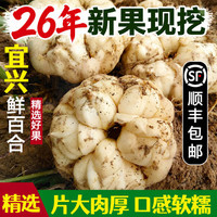 宜兴百合 食用菜百合宜兴百合卷丹百合微苦新鲜中秋礼盒 2斤约10个