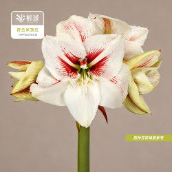 虹越 进口朱顶红裸球多年生荷兰朱顶红大球球根花卉 伊丽莎（24/26）