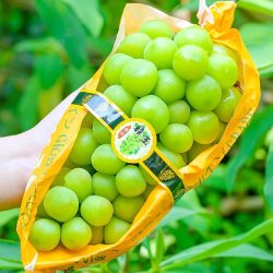 汇果康 阳光玫瑰葡萄5斤礼盒装无籽葡萄新鲜当季水果晴香印青提子王整箱