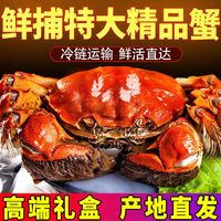 88VIP：仲秋 大闸蟹鲜活螃蟹特大全母2.3-1.9两6只河蟹礼盒