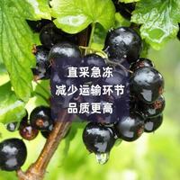 果吧音 冷冻黑加仑 1kg