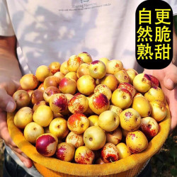 汇果康 正宗冬枣新鲜净重4.5斤应季水果脆甜山西大枣子现摘产地直发